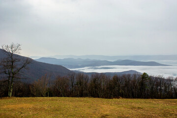 Bare Trees Above the Clouds