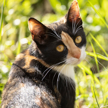 Portrait Of A Cat Turning Head With Nice Face Black Brown White Close Up