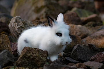 rabbit on rocks