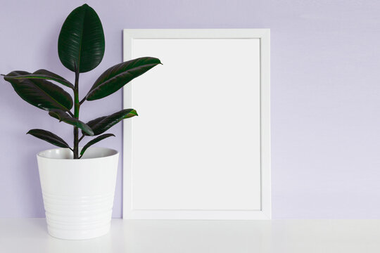 white empty frame for text, green ficus in a white ceramic pot on Violet background wall on white table