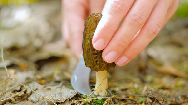 Morchella conica in the spring forest. A girl cuts a mushroom with a special camping knife. Collection of the first wild plants.