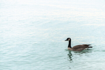 A single Canadian goose floats or swims on the blue water of Lake Michigan in Chicago.
