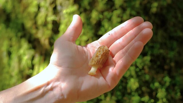 Morchella conica in the spring forest. The girl shows a mushroom in her hand. Gathering of the first wild plants.