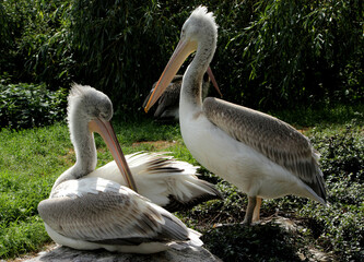 The pelican is a large water bird.