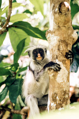 Red Colobus Monkey in Zanzibar Jozani forest, Tanzania