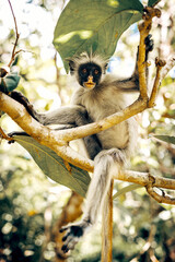 Red Colobus Monkey in Zanzibar Jozani forest, Tanzania