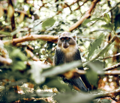 Sykes white-throated Monkey in Zanzibar
