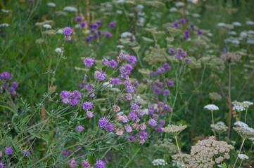 Flowering variety of herbs in the meadow background