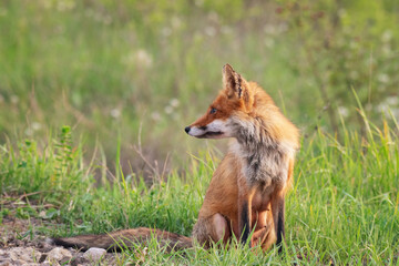 Red fox Vulpes vulpes in the habitat