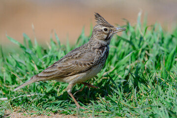 Fototapeta premium Common crested lark in the wild. Galerida cristata