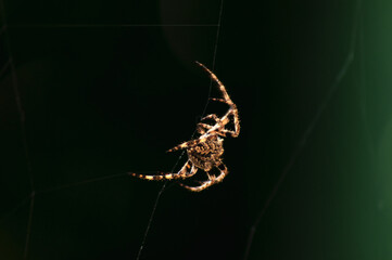 spider on the web