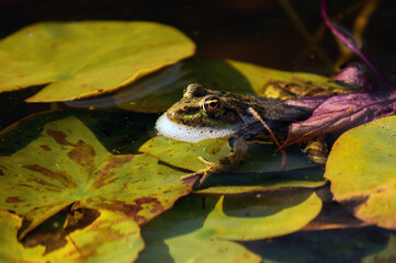 frog in the pond