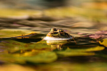 Frog in water