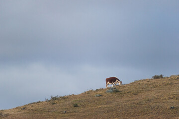 cerro de pastoreo, colina con baca y nubes estratocúmulos grises , vacuno, bovino  alimentándose en una colina  - obrazy, fototapety, plakaty