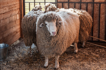 A portrait of a sheep at a farm 