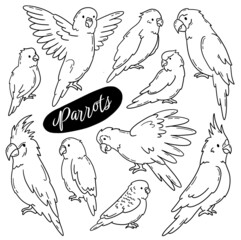 Parrots and tropical birds vector doodle hand drawn set. Types of Psittacidae linear icons, cockatoos, macaws, lovebirds and budgerigars