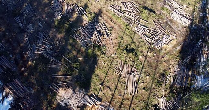 Environmental damage. Cutting down forest. Trees stacked in lines. Drone footage. Deforestration. Forest cutting concept. Forest harvest working. Lumber industry. Felled trees. Pine trees cut down.