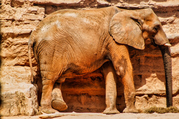 Elefante rascándose contra la pared rocosa