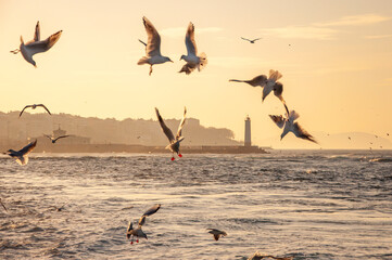 seagulls of istanbul