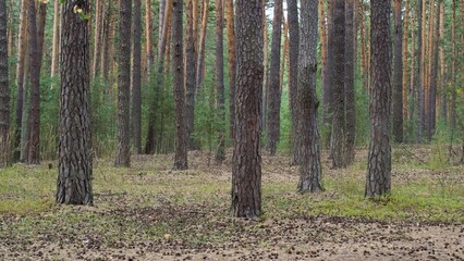 Pine forest with powerful straight trees in early autumn. A large number of cones on the ground. Background, wallpaper.