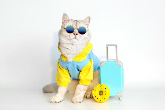 Cute cat in a blue sweatshirt and sunglasses, sits with a suitcase on a white background