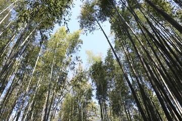 Fototapeta premium bamboo forest in the morning