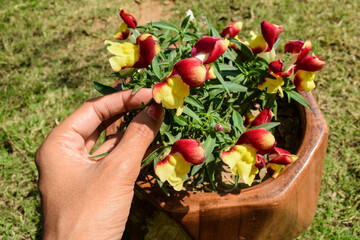 Demale holding beautiful Antirrhinum majus floral showers flowers. Red and yellow bicolor flowers...