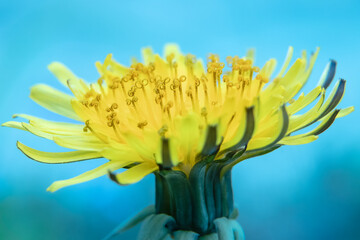 Fototapeta premium Dandelion flower close-up. Blue sy background. Details of the pistils