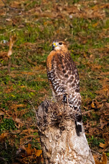 hawk on a branch