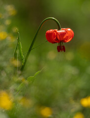 Poppy flower high in the mountains on a summer day. 