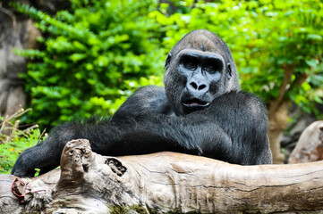 A silverback mountain gorilla in a rainforest in Rwanda © underworld