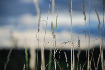 Contours of field grass sprouts. Field grass and plants grow against the background of the evening...