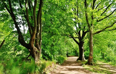 Thüringer Wald im Frühling
