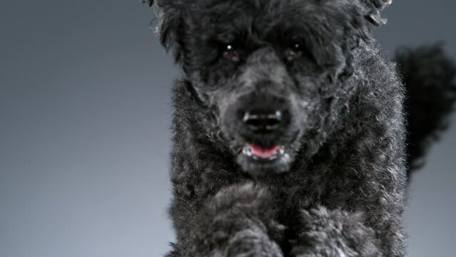 Slow Motion shoot of black standard poodle jumps towards the camera