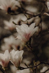 Fototapeta na wymiar White, pink mangolia tree, petals, flowers in a botanical garden