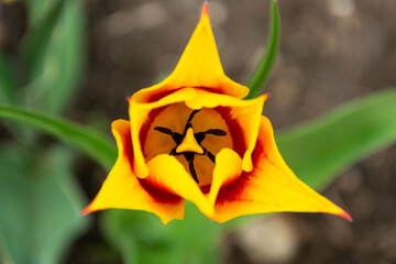 Tulipan w ogrodzie
