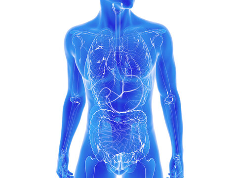 Transparent 3d illustration of the internal human anatomy. glass organs on a torso cut out on white background