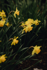 yellow daffodils in the botanical garden