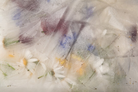 abstract watercolor background of frozen wild flowers in ice