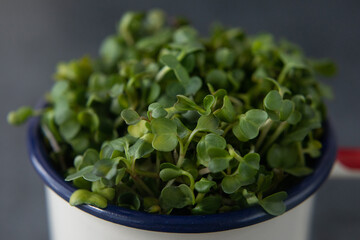 Vegan and fresh microgreen in a metal cup