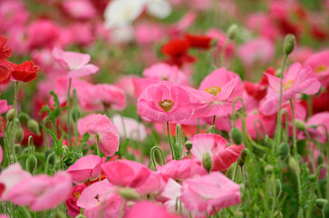 pink poppys in a field