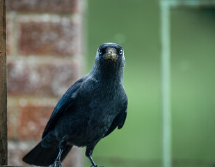 close up of a Jackdaw (Corvus monedula) by a garden bird feeding station