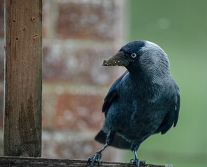 close up of a Jackdaw (Corvus monedula) on a wooden bird feeding station