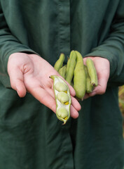 A female gardener holds fresh harvested fava beans in her hands. A handful of beans in the palms. Collecting young bean seeds for sale at the local farmer's market. Organic farming, planting planning.