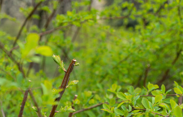 Spring pruning of shrubs. Gardener is trimming, cutting the bush, forms a ball to stimulate...