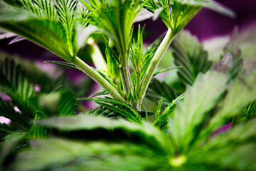 Medical cannabis node sight close up. female cannabis branching.
