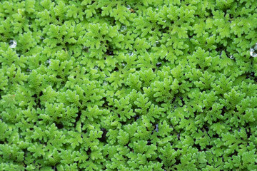green floating Azolla Pinnata or Azolla microphylla at organic farm.  Azolla Pinnata is useful for...