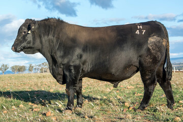 Fototapeta premium Stud angus bull