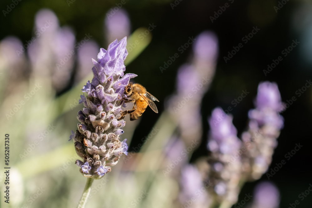 Canvas Prints bee on lavender