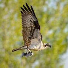 Osprey (Pandion haliaetus) in flight with fish in golden morning sunlight Colorado, USA
